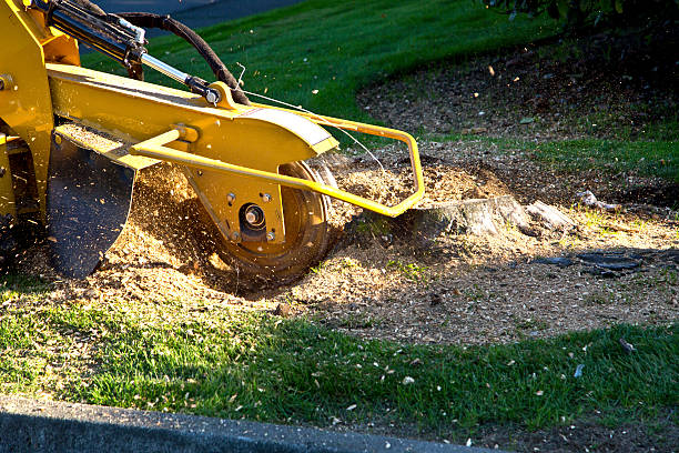 How Our Tree Care Process Works  in  Slayton, MN