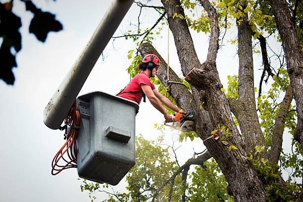 Reliable Slayton, MN Tree Removal Solutions