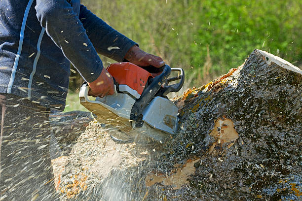 Best Palm Tree Trimming  in Slayton, MN